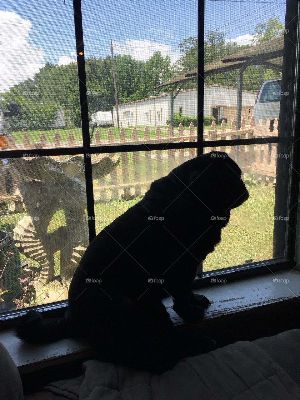 Pug dog setting on the window seal