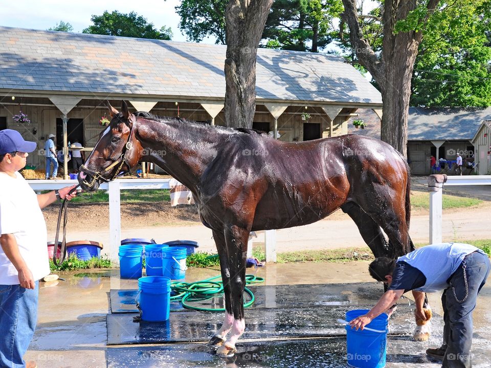 Saratoga Snacks. Stakes winning New York bred Saratoga Snacks getting a cool bath at Horse Haven, Saratoga. 
Zazzle.com/Fleetphoto