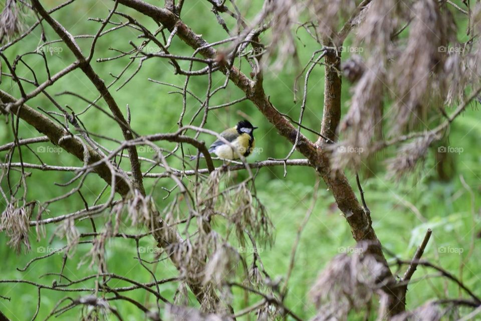 Great Tit in the woods