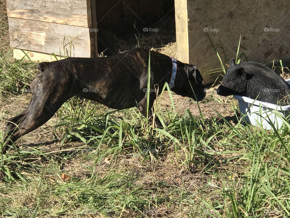 Boxer and piglet 