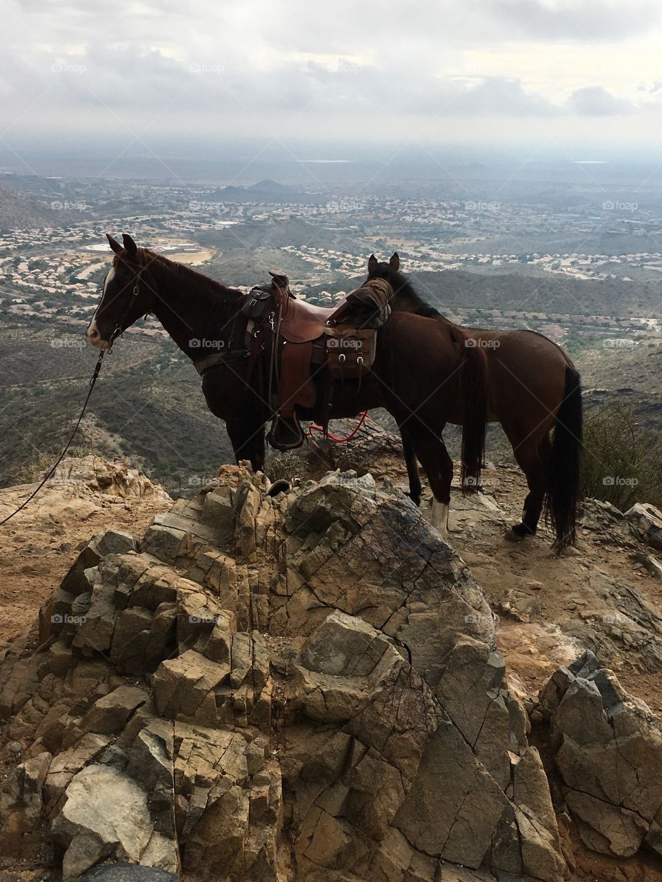 Horses on South Mountain 