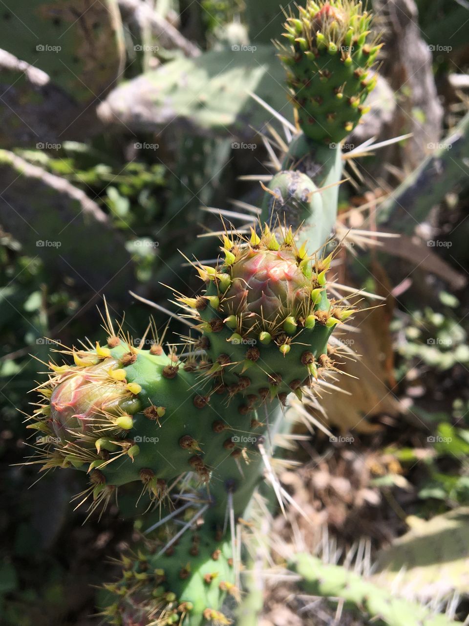 Buds of prickly pears flowers 