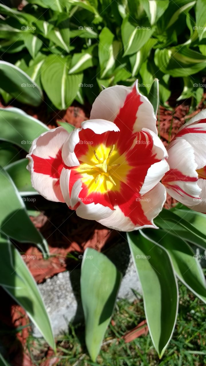 Springtime blossomed tulip