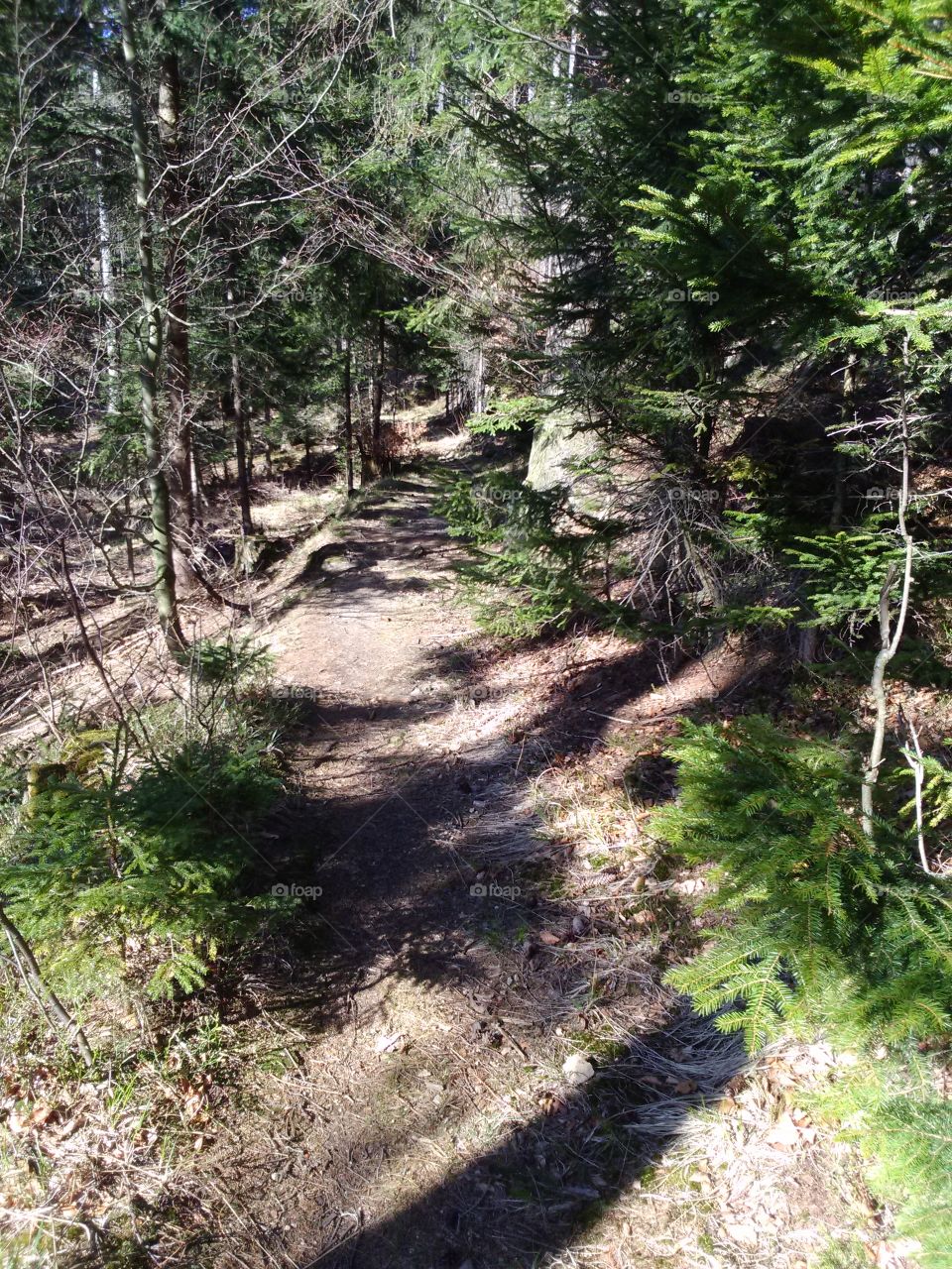 spring in forest . spring walk