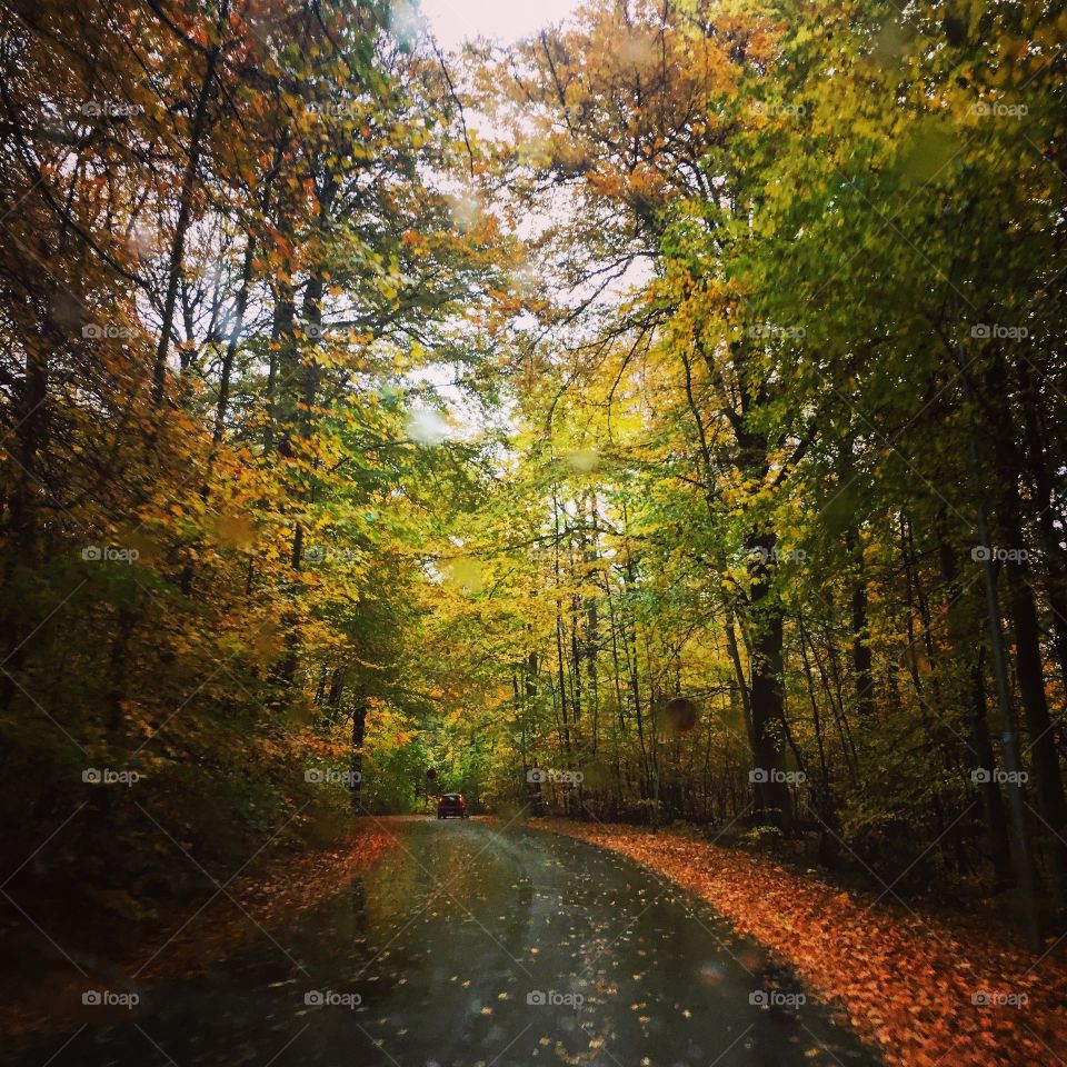 Road trip in the forest.