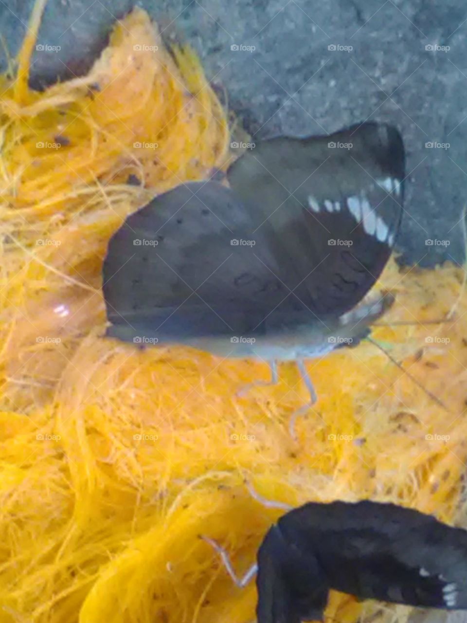 The baterfly site on the tad frout.