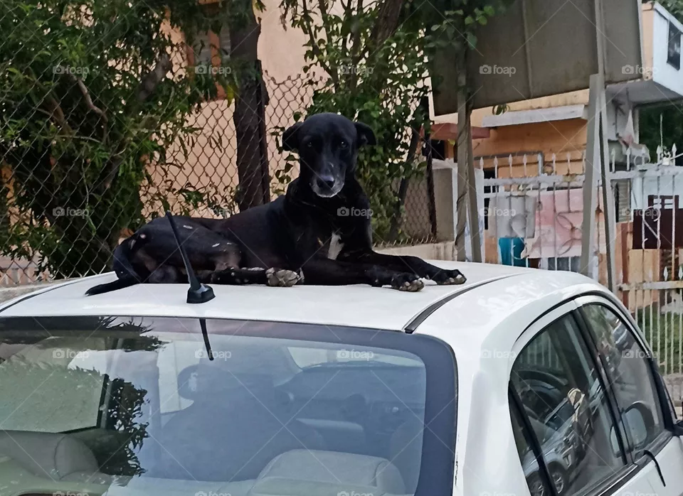 street dog
