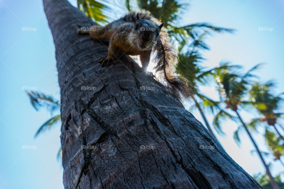 Squirrel climbed on a palm tree on a Caribbean beach