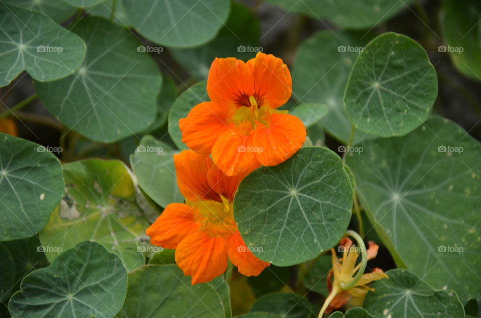 No Person, Leaf, Nature, Summer, Garden