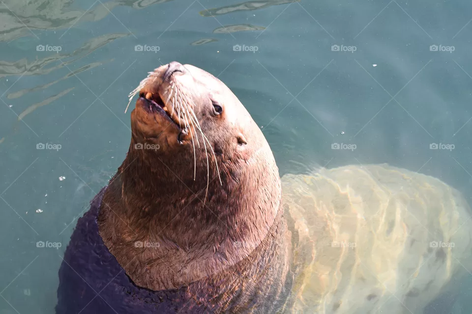 seal