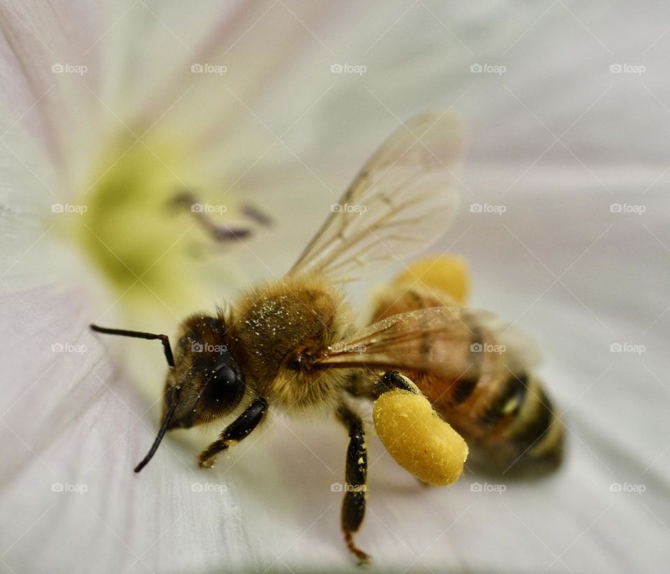 Bee sitting on flower