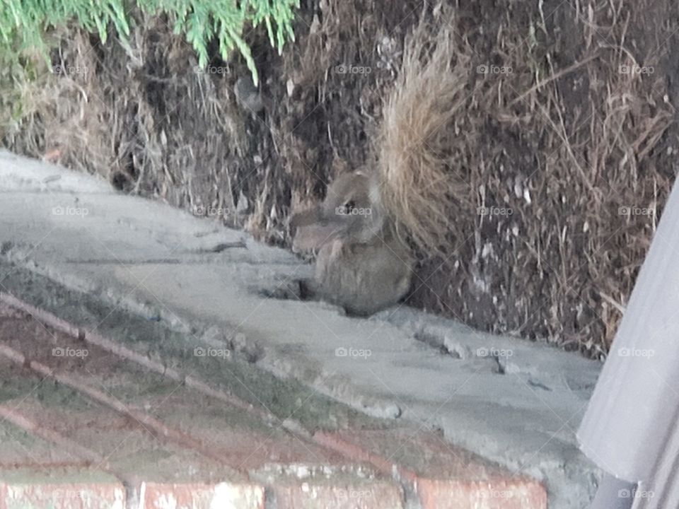 Baby Bunny