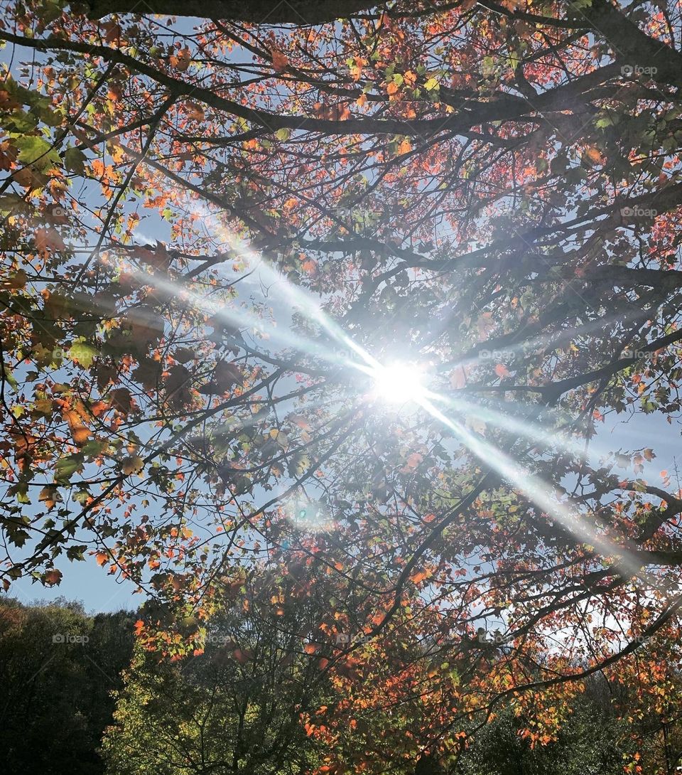 Dragonfly sun rays