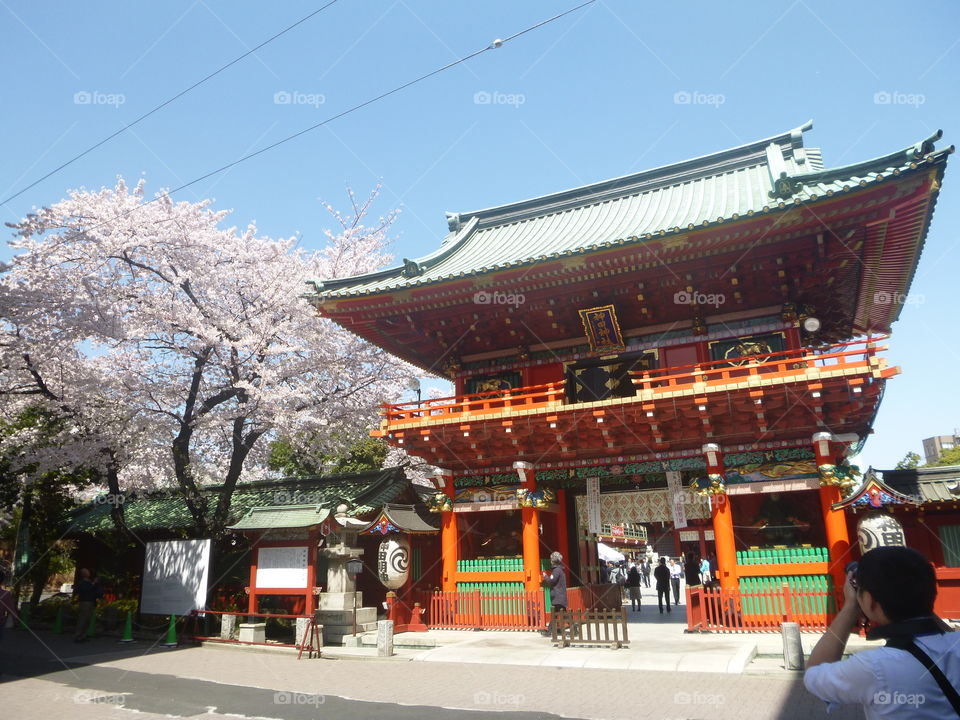 Cherry blossoms in full bloom. One warm spring afternoon with cherry blossoms in full bloom at Kanda Myojin Shrine in Ochanomizu, Tokyo.