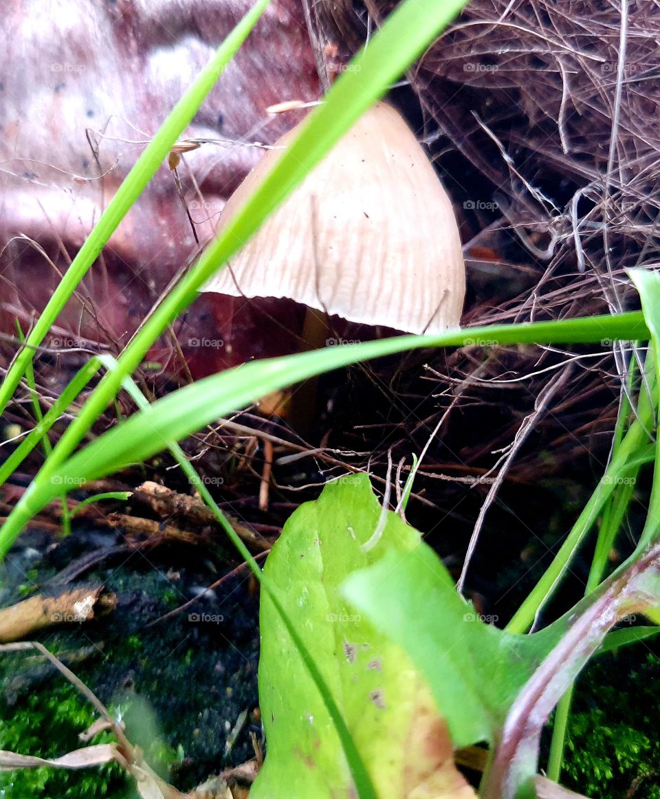 A mushroom in a planter.