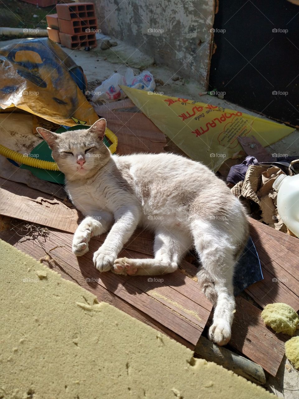 Gato de favela - Bolachao