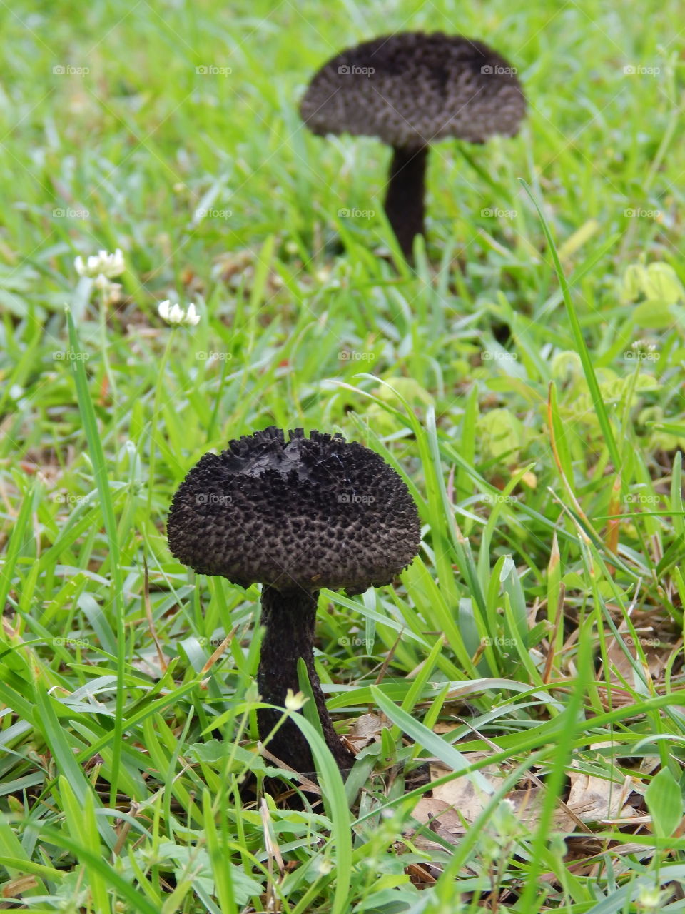 Black mushrooms in green grass