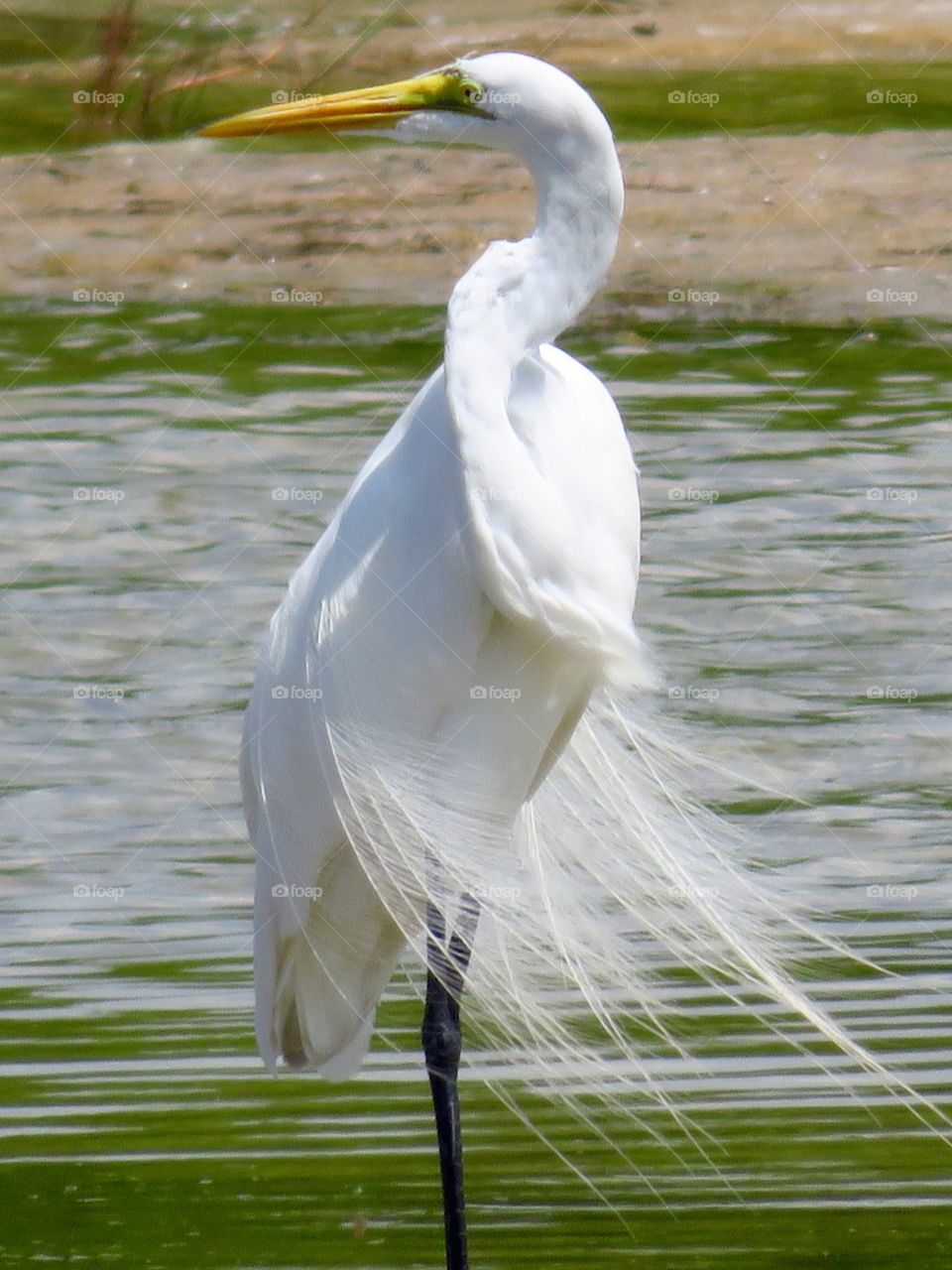 No E~Grets!. Great Egret at the Beach
