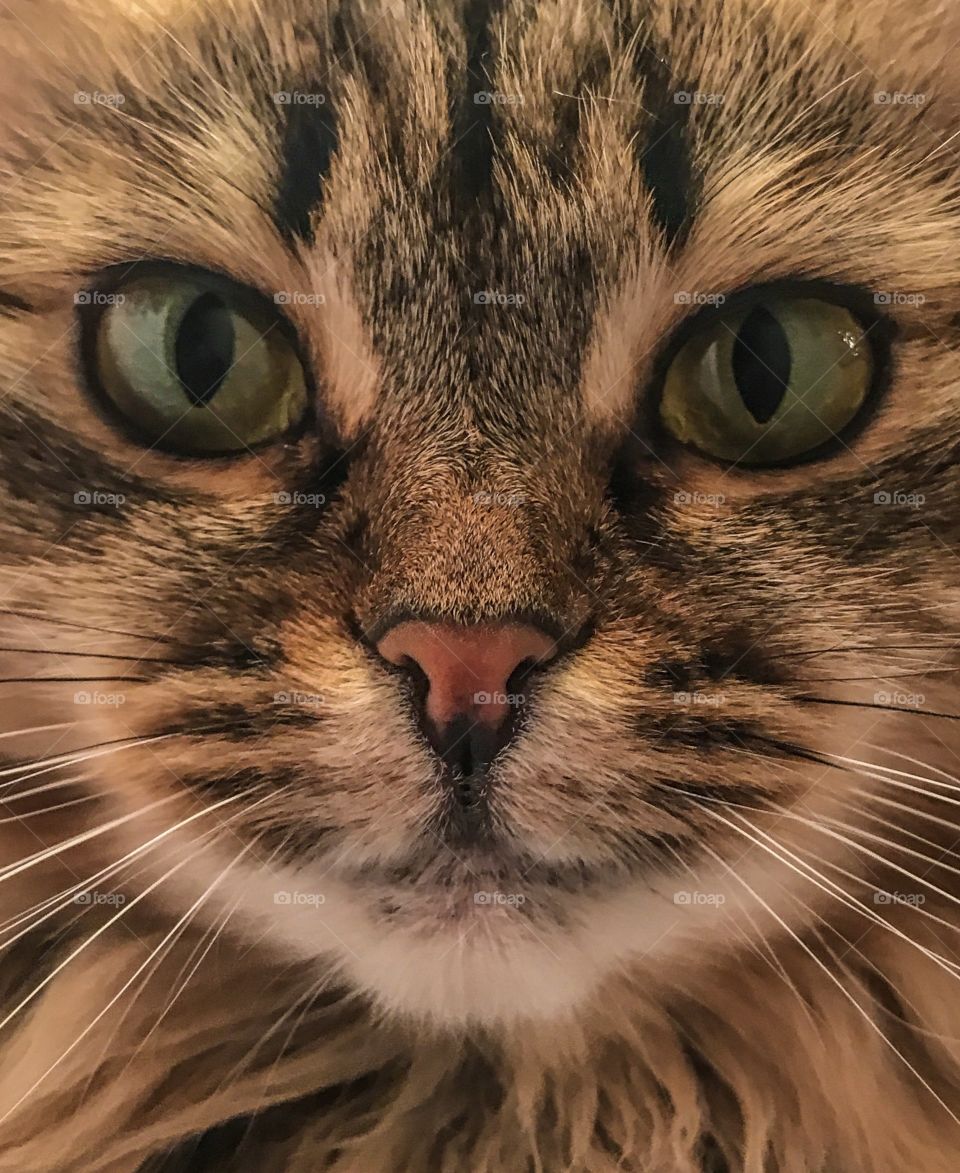 Face of a beautiful Siberian cat up close