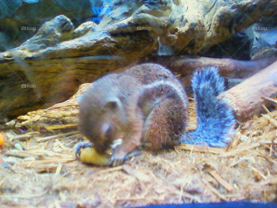 Northern AZ. squirrel eating a tasty pinecone.