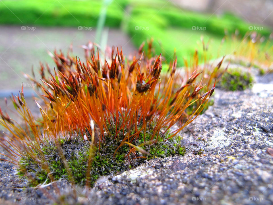 Moss on stone