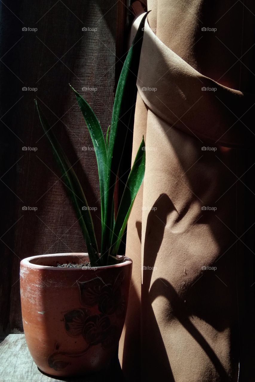 potted succulent plant.  sansevieria