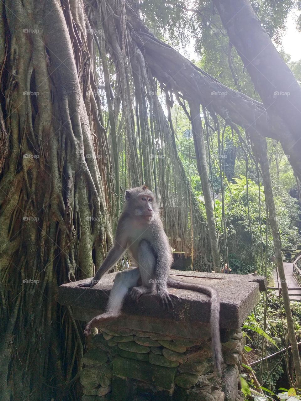 monkey in ubud, bali