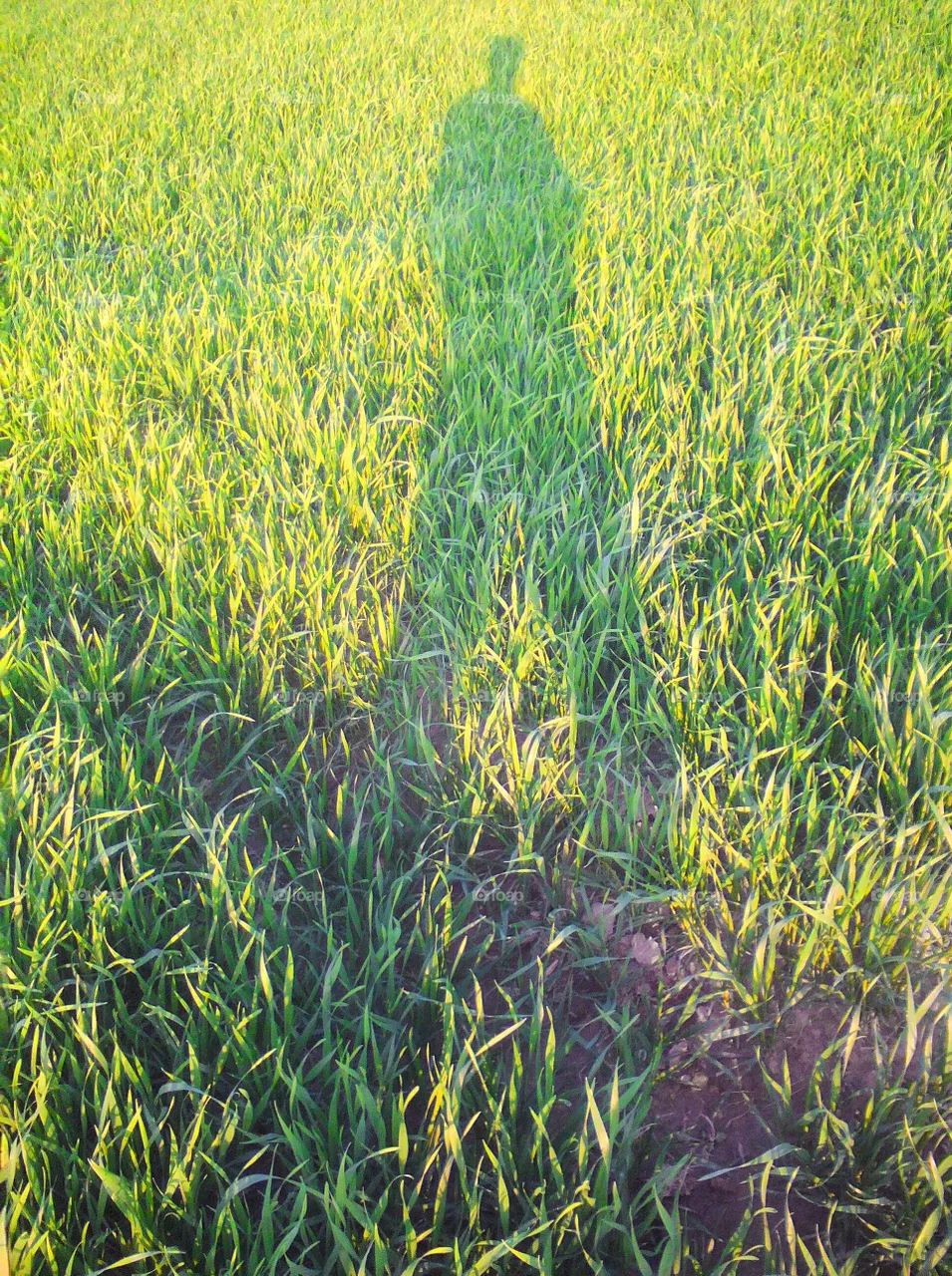 Shadow of a person/photographer in a wheat crop field