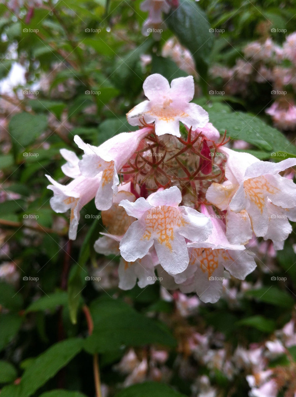 sweden garden botany nature by bj