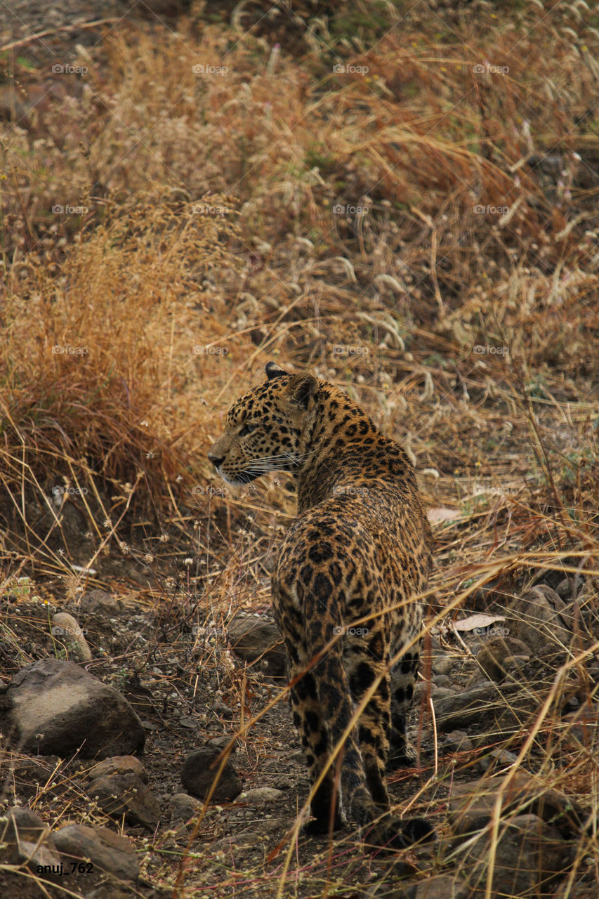 Leopard 📷 A shot by anuj_762