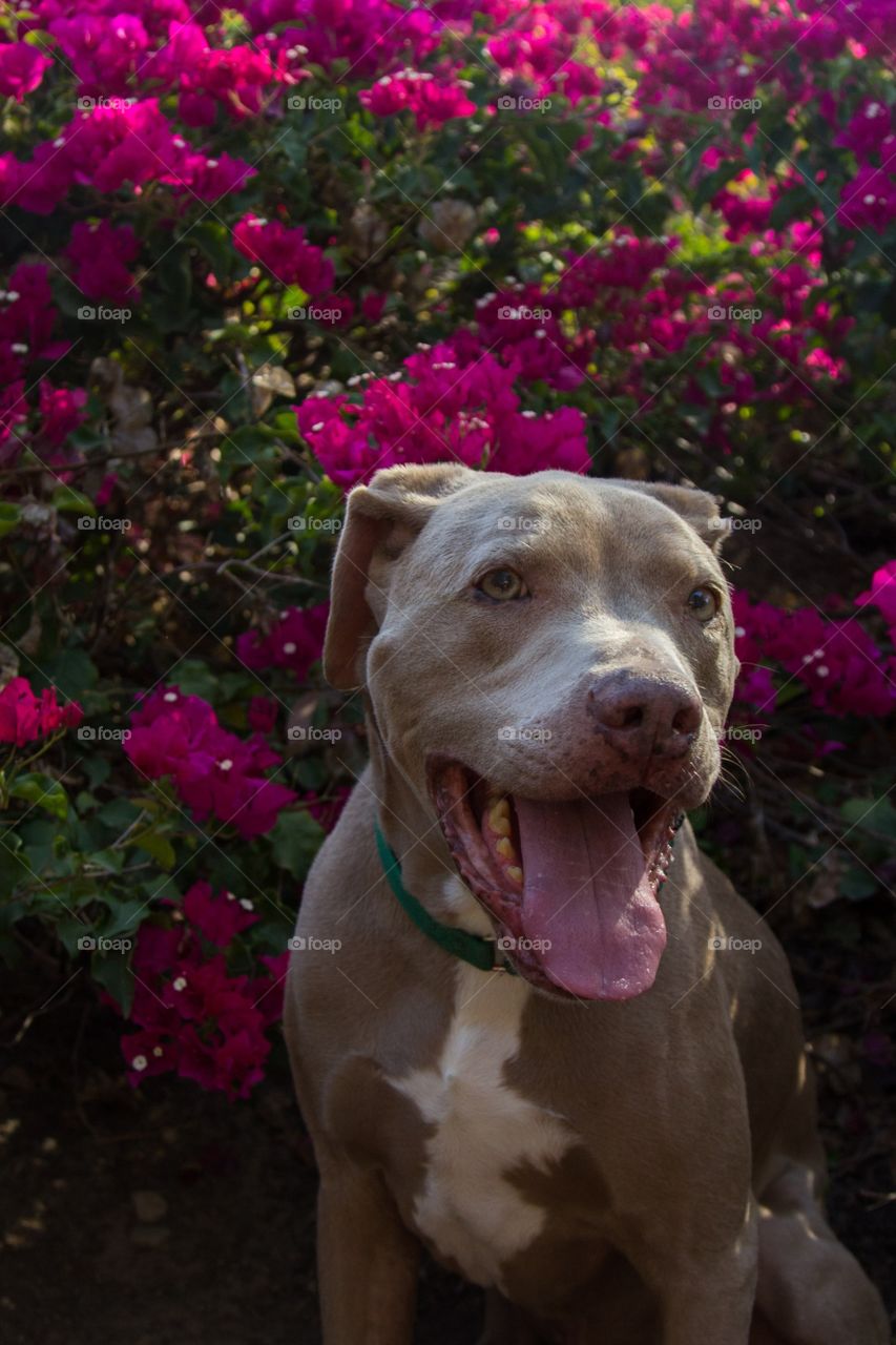 Close-up of dog in flower garden