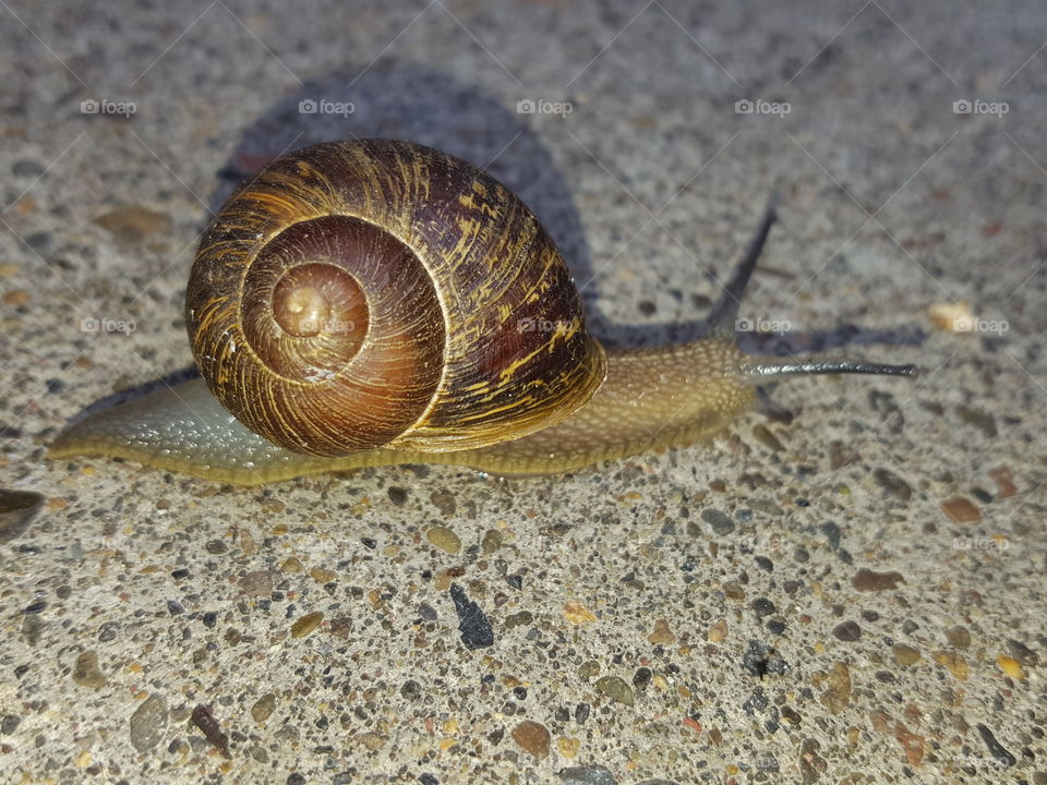 snail