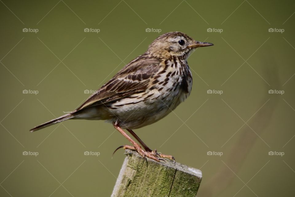 Pipits
