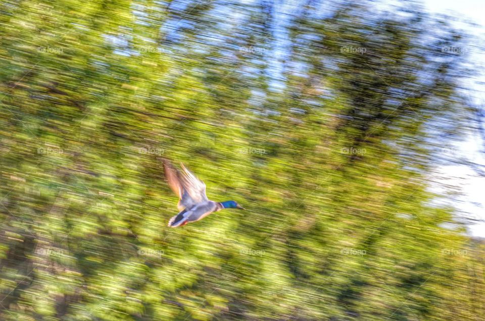 Mallard taking off into the sky