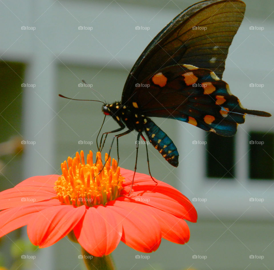 Butterfly pollinating on flower