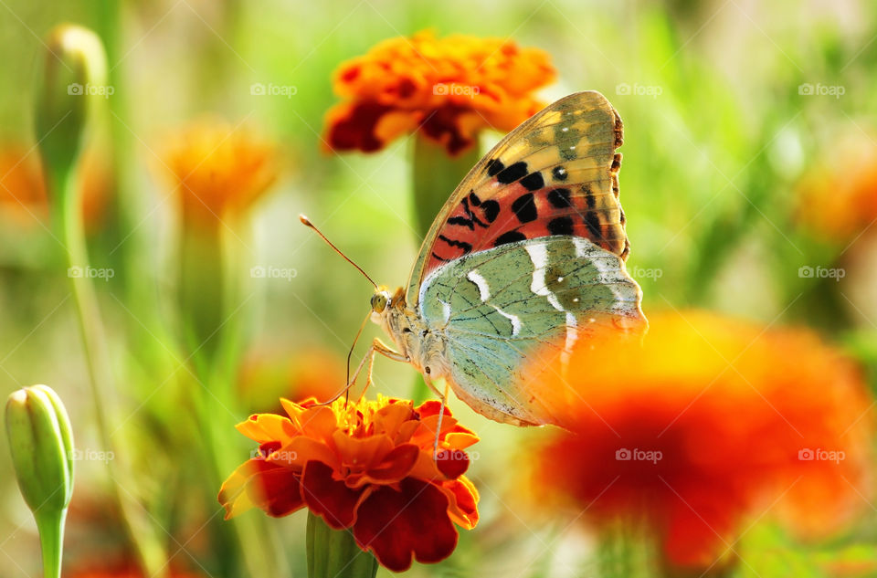 Beautiful butterfly