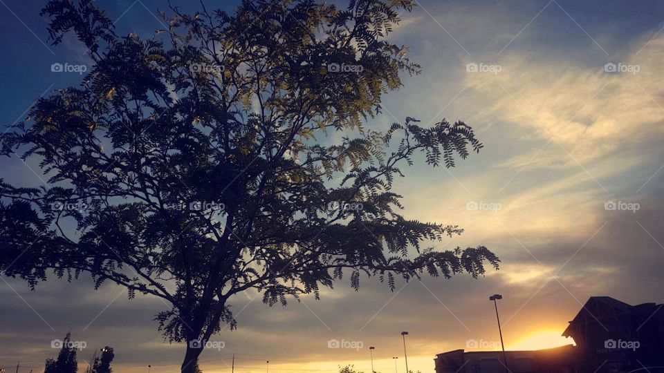 Walmart has some cool trees in airway heights WA🌴