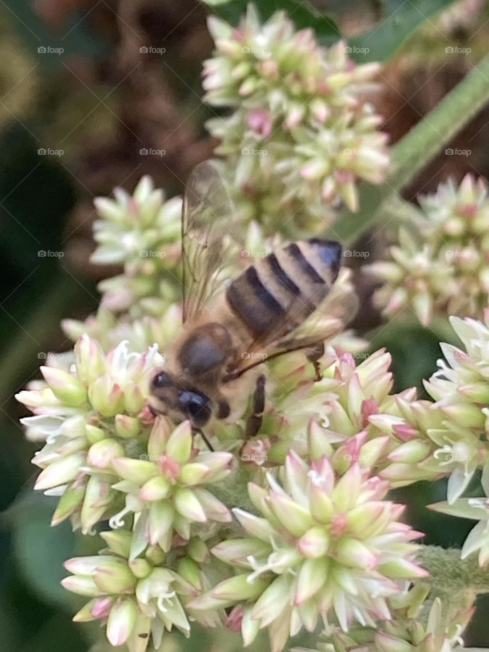 Abelha em um cacho de pequena flores esbranquiçadas. Inflorescência selvagem com abelha.