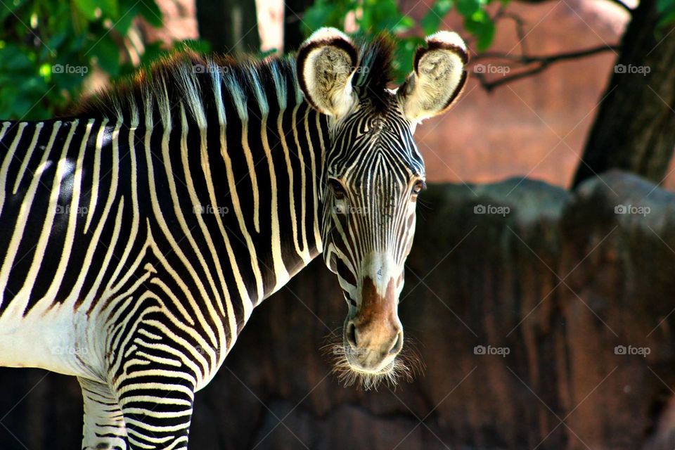 curious Grevy's Zebra