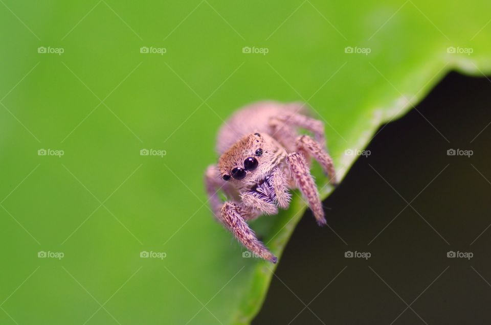 Macro shot of jumping spider.