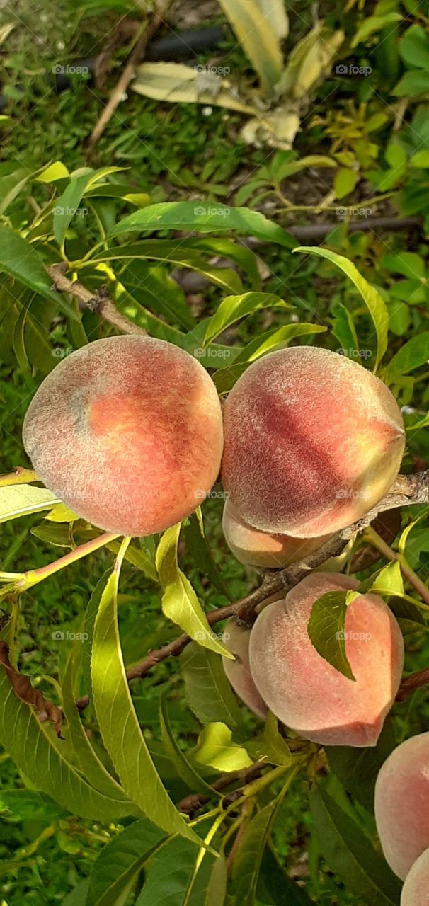 duraznos en la planta listos para cosechar