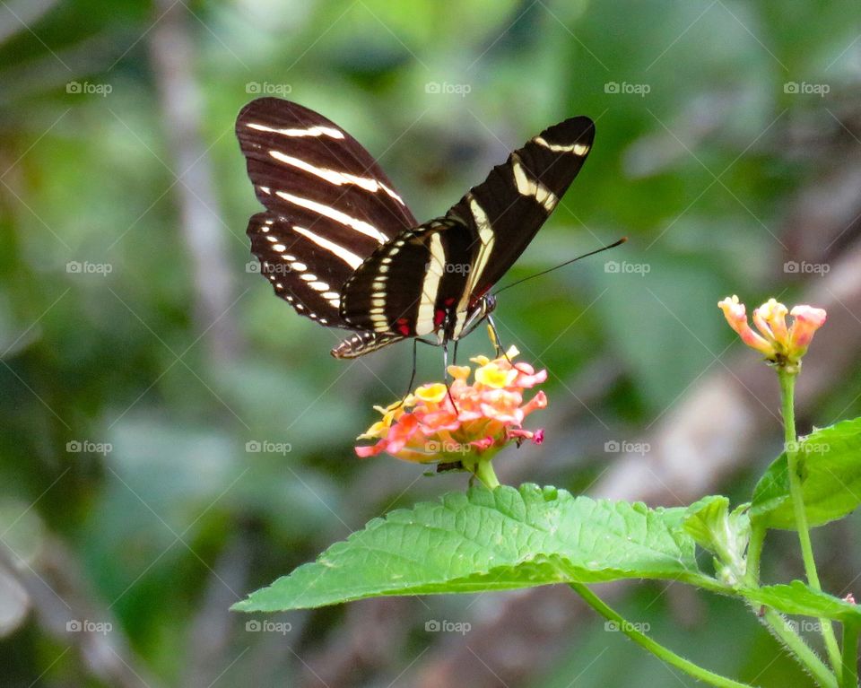 Close-up zebra butterfly