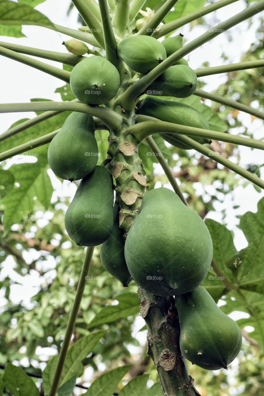 Papaya fruit in nature