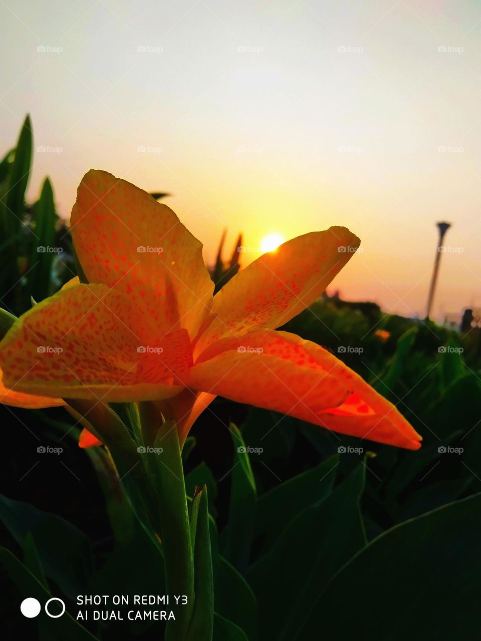 this is amazing 🌺