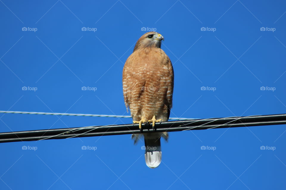 red tail hawk