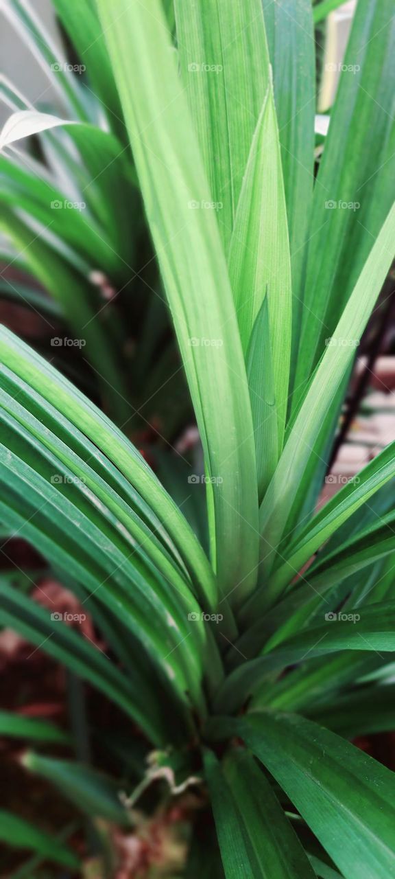 Pandanus utilis