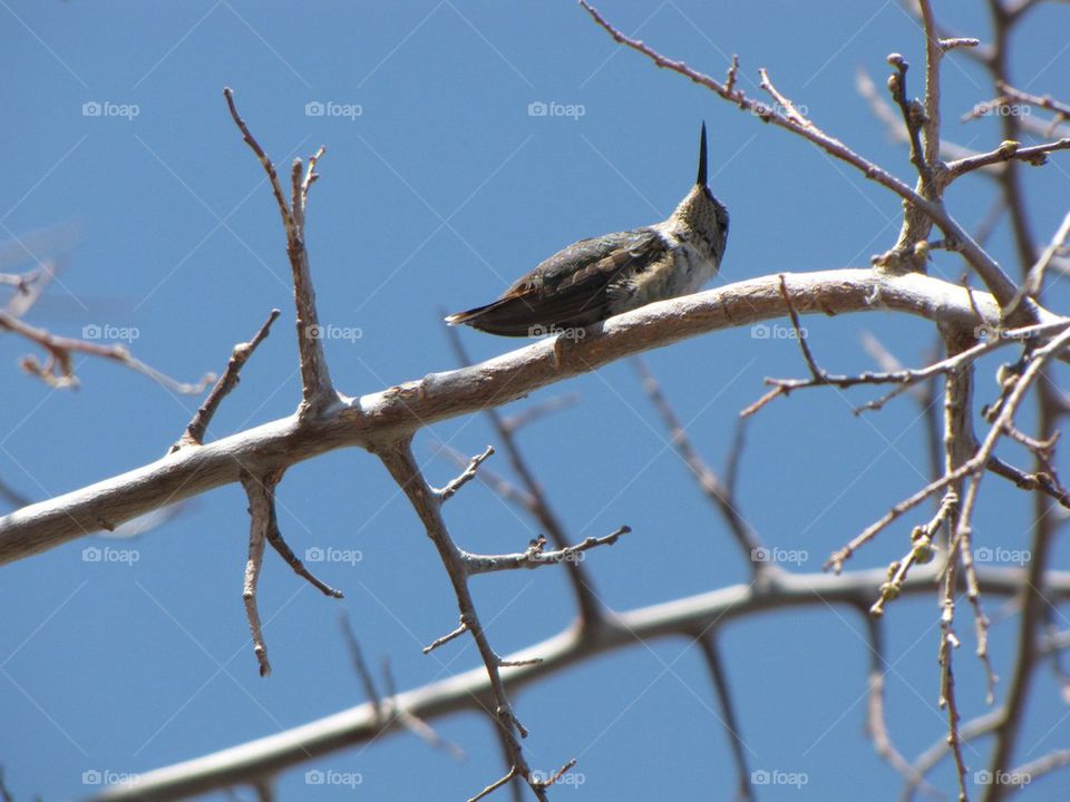 Hummingbird looking up 