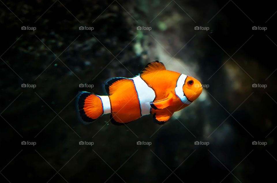 Beautiful clown fish in its weather floating in the aquarium