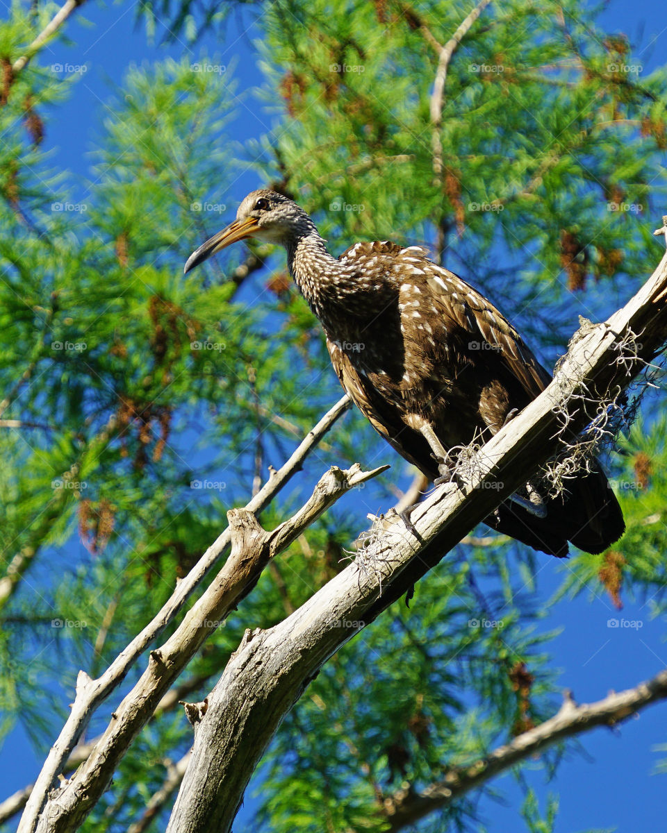 Limpkin on a tree branch