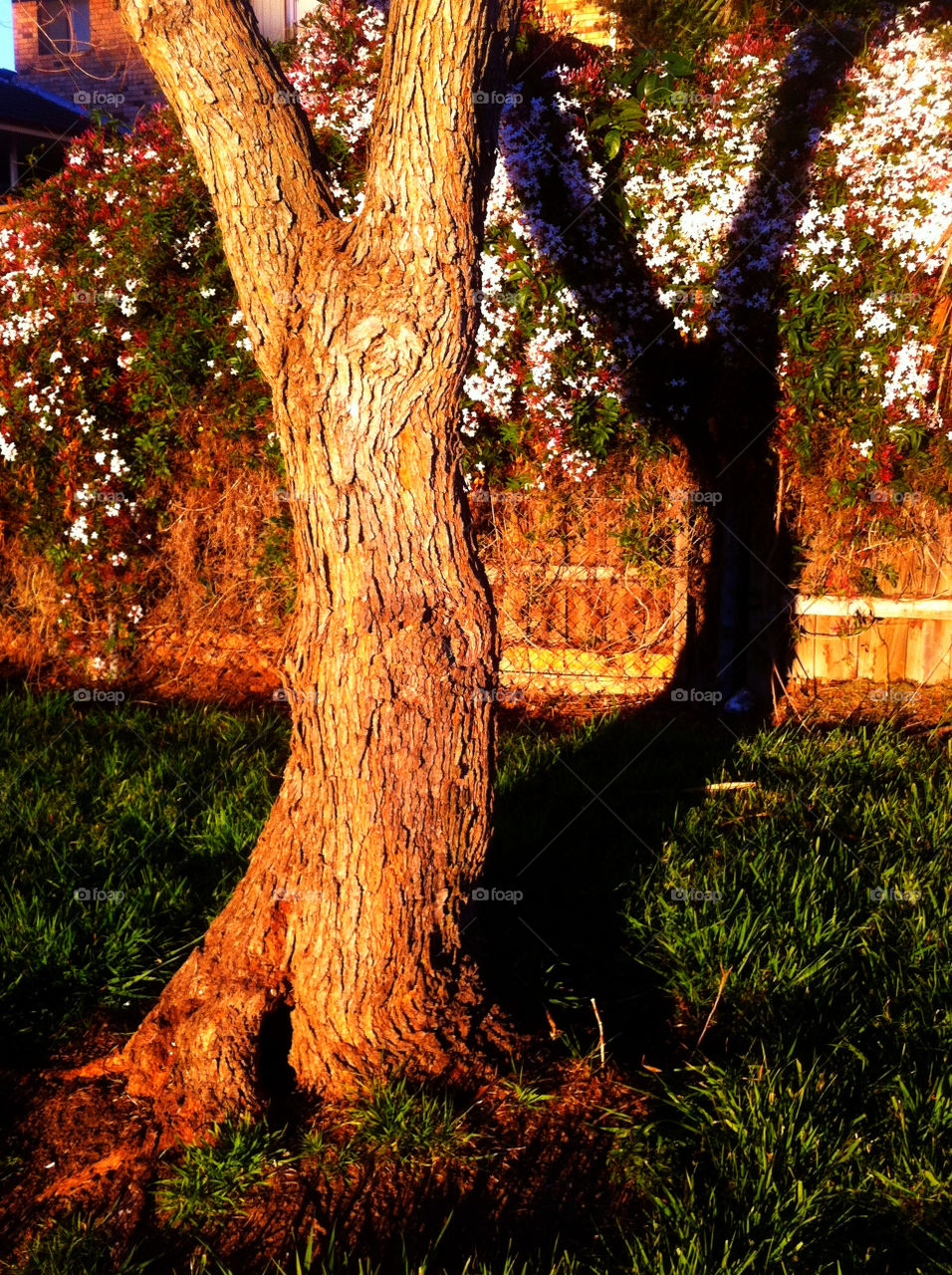 flowers grass tree shadow by king